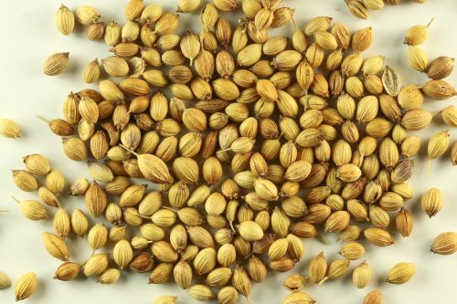 Dry Coriander - Fresh Organic Quality